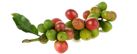 Andean Arabica Coffee
