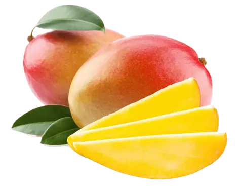Kent Mangoes from Piura, Peru